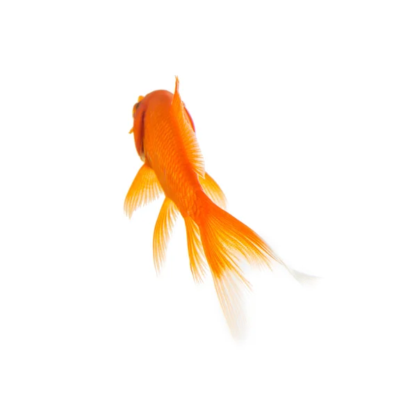 Peixe dourado da retaguarda — Fotografia de Stock