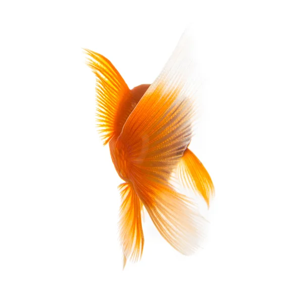 Złotą rybkę z tyłu — Zdjęcie stockowe