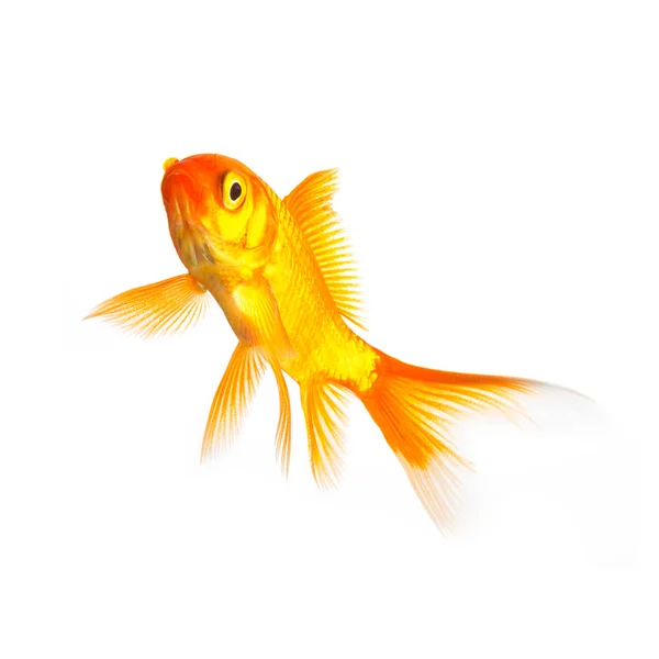 Gold fish — Stock Photo, Image