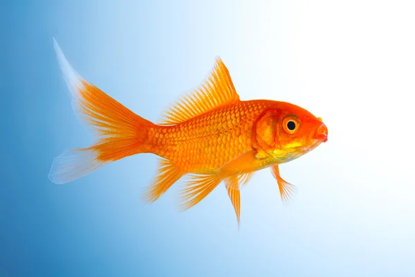 Goldfish breeding — Stock Photo, Image