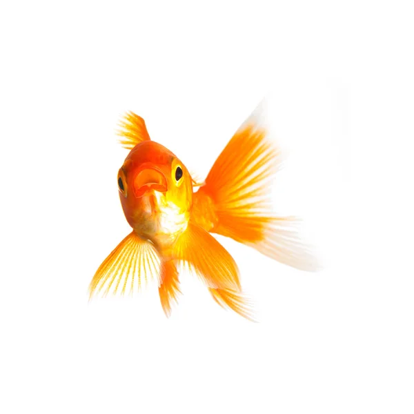 Złota rybka pływa — Zdjęcie stockowe