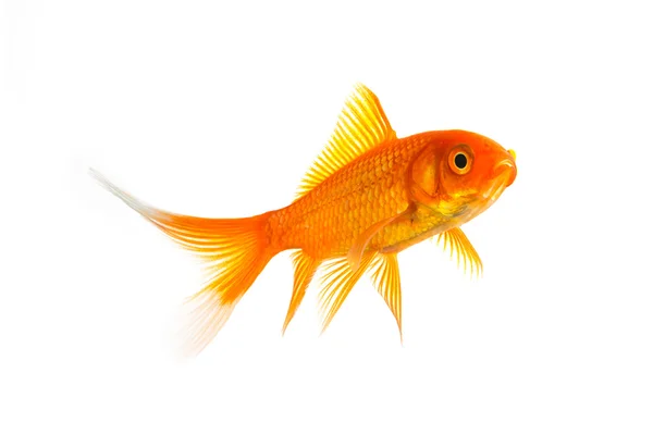 Gold fish (Carassius auratus) — Stock Photo, Image