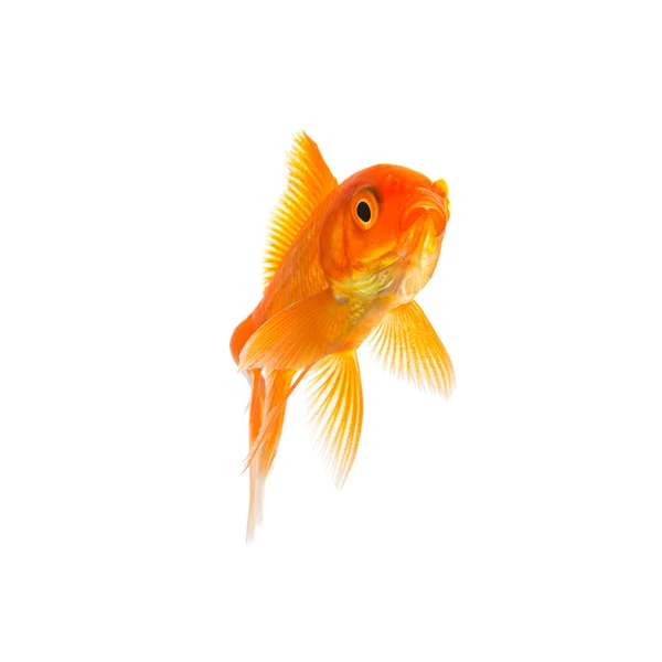 Goldfish — Stock Photo, Image