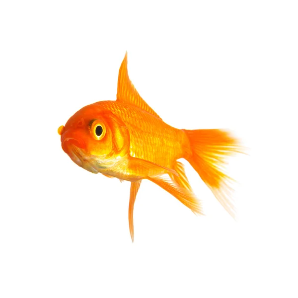 Goldfisch — Stock Photo, Image