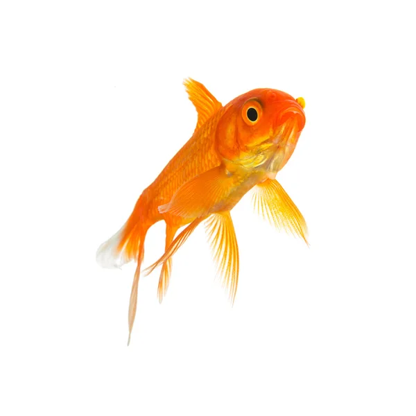 Goldfish de uma loja de ping — Fotografia de Stock