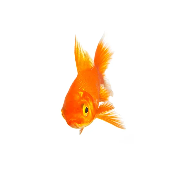 Золота рибка ізольована на білому — стокове фото