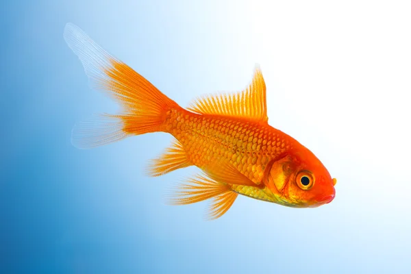 Guldfisk under vattnet — Stockfoto