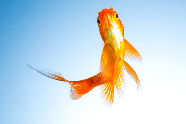 Guld fisk i ett akvarium — Stockfoto