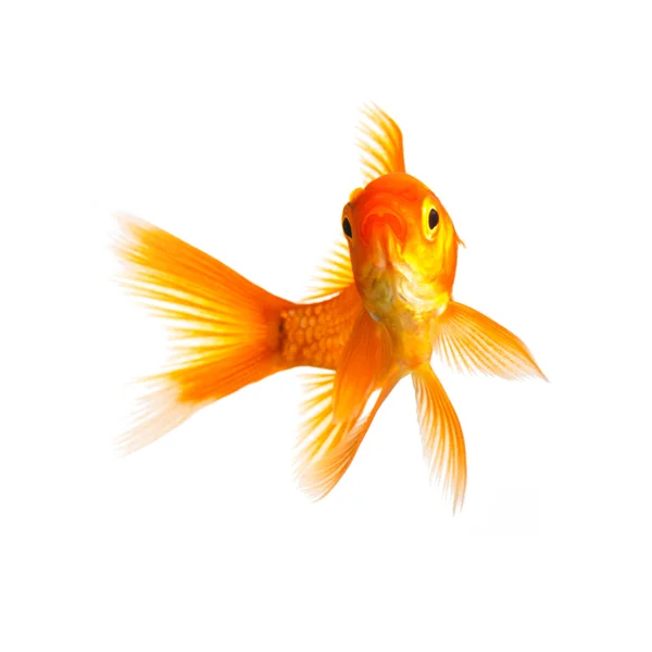 Złotą rybkę na białym tle — Zdjęcie stockowe