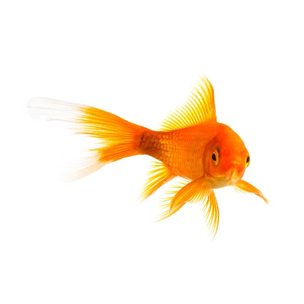 Złota rybka na biały — Zdjęcie stockowe
