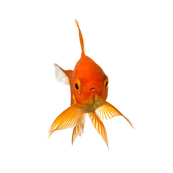 Goldfish looks — Stock Photo, Image