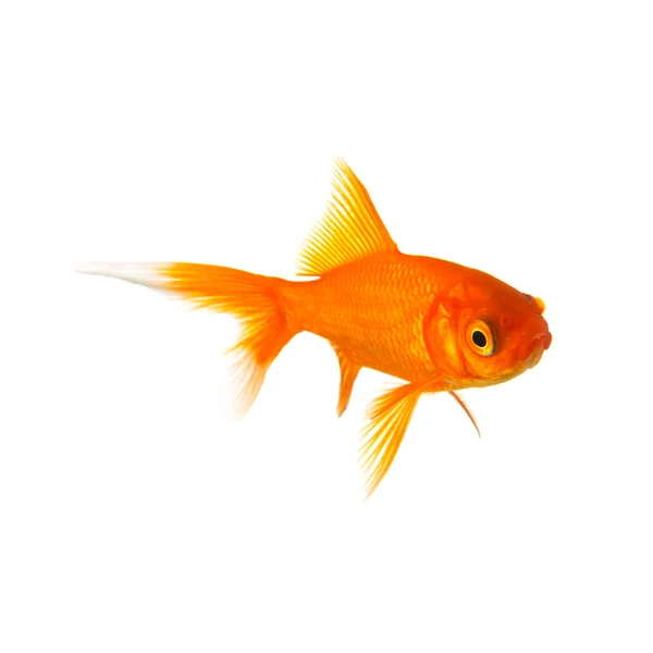 Золотая золотая рыбка — стоковое фото