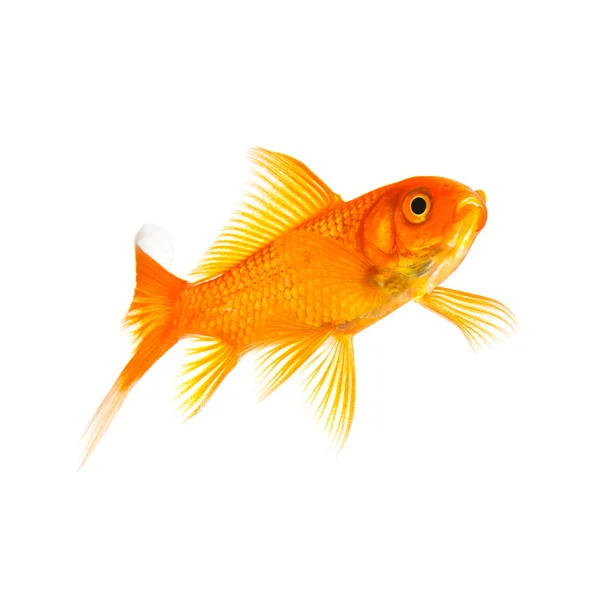 Goldfish float in water — Stock Photo, Image