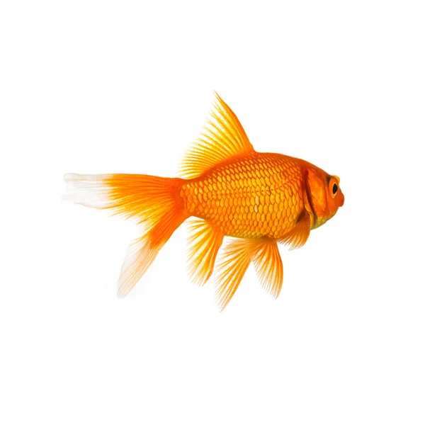 Goldfish por trás — Fotografia de Stock