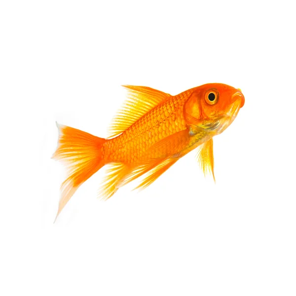 Złota rybka białe tło — Zdjęcie stockowe