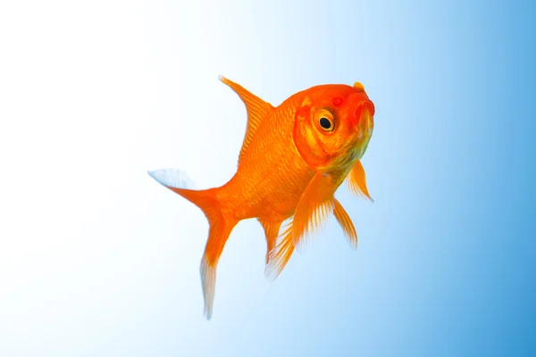 Goldfish submarin — Fotografie, imagine de stoc