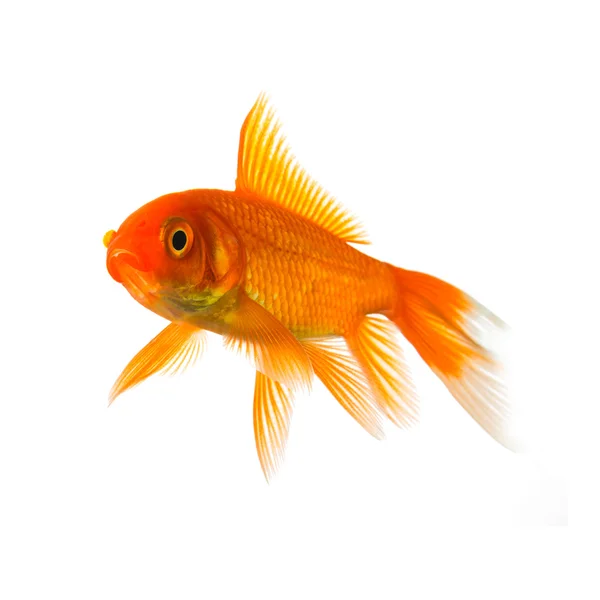 GOLDFISK — Stockfoto