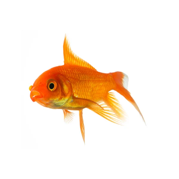 Goldfish swims in water — Stock Photo, Image
