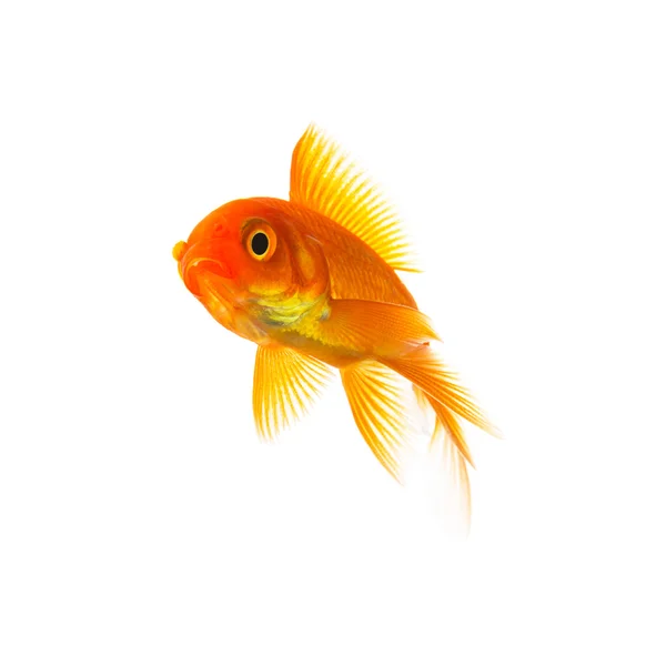 Золотая рыбка Carassius auratus — стоковое фото