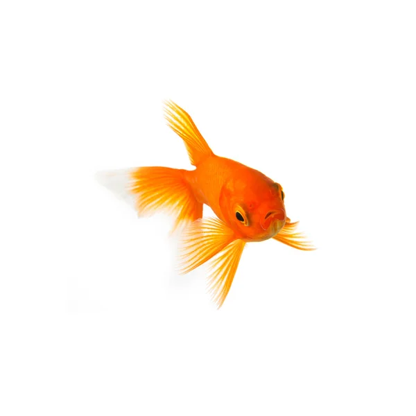 Goldfish — Stock Photo, Image