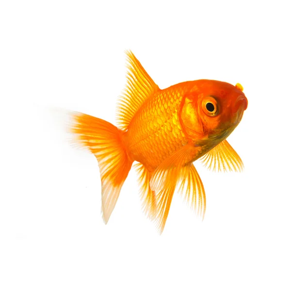 Peixe-dourado na frente do branco — Fotografia de Stock
