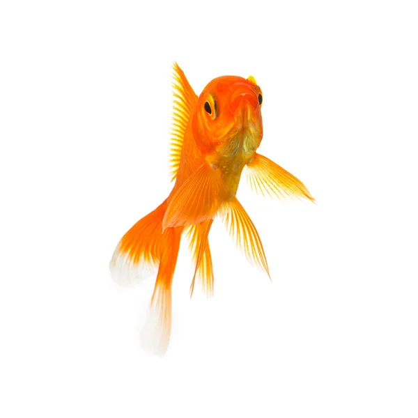 白で隔離される金魚 — ストック写真