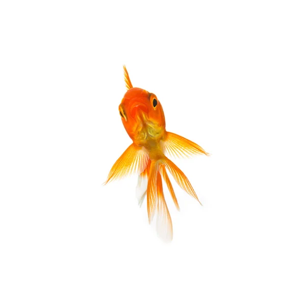 Peixe dourado em branco — Fotografia de Stock