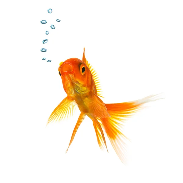 Золотая рыба с пузырьками воздуха — стоковое фото