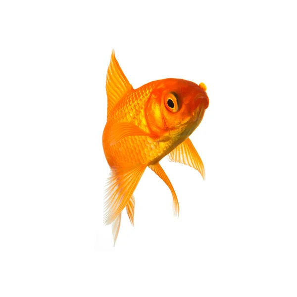 Goldfish — Stock Photo, Image