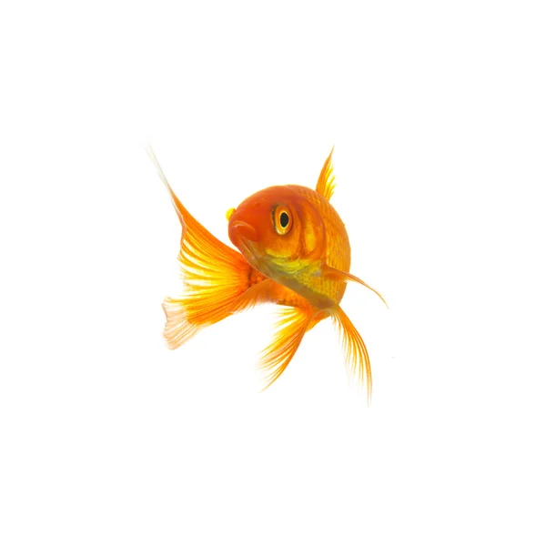 Goldfish (Carassius auratus) — Stock Photo, Image