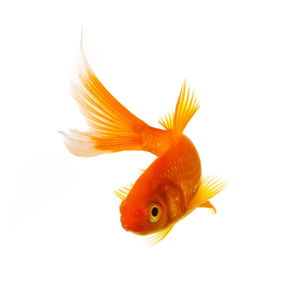 Peixe-dourado koi — Fotografia de Stock