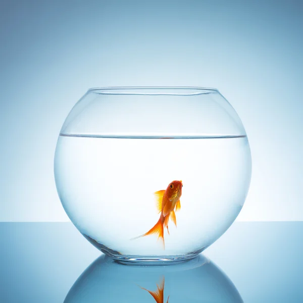 Gold fish in a fishbowl — Stock Photo, Image