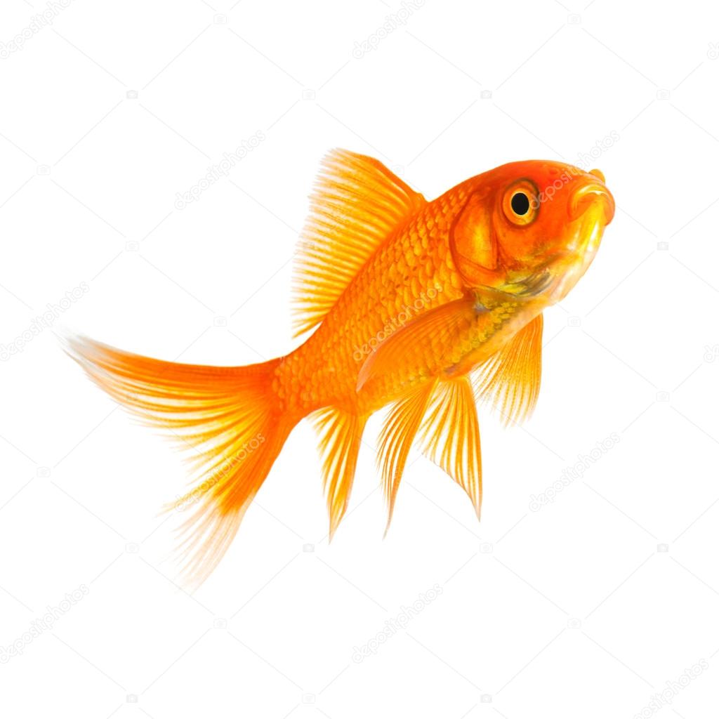 Goldfish in a aquarium