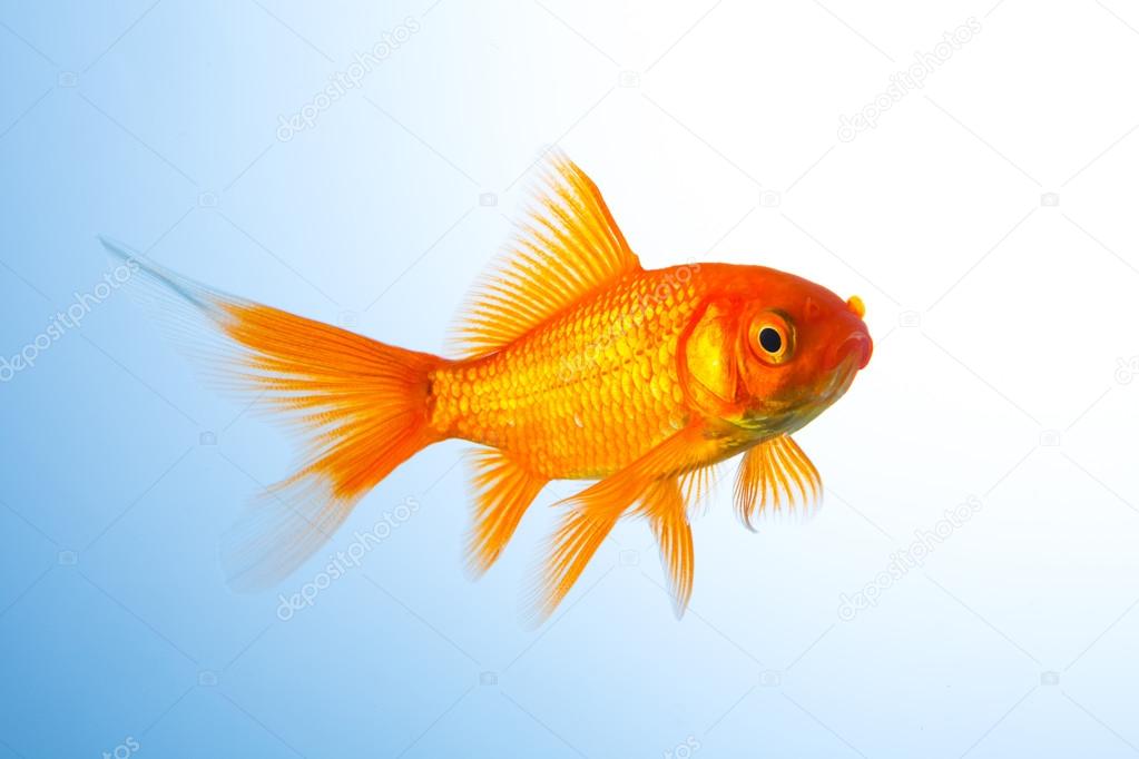 Goldfish (Carassius auratus) underwater