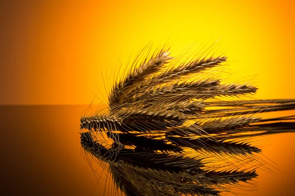 Wheat in the sunset — Stock Photo, Image