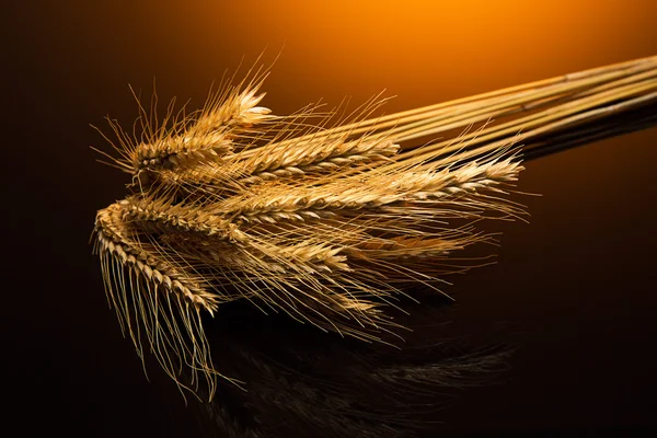 Corn ears — Stock Photo, Image