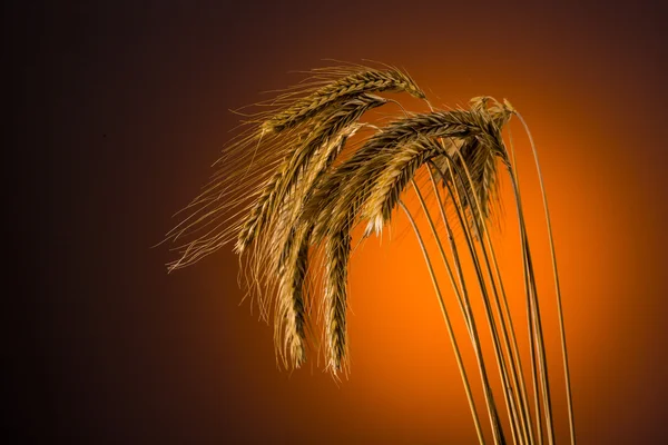 Grain in summer — Stock Photo, Image