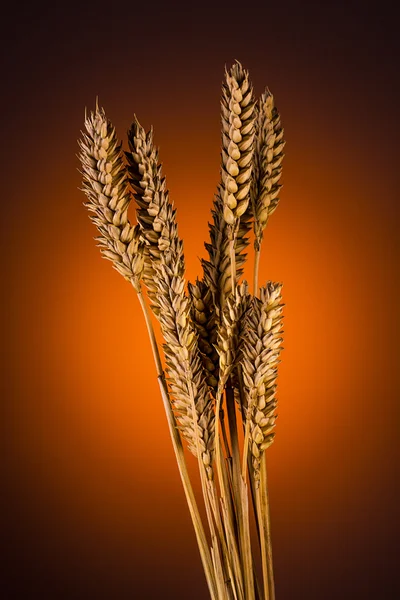 Grain ears — Stock Photo, Image