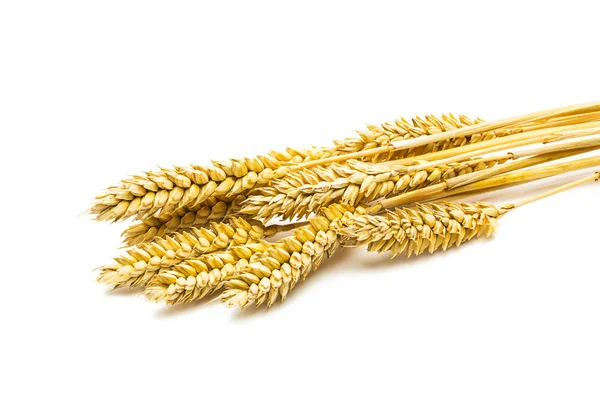 Wheat ears — Stock Photo, Image