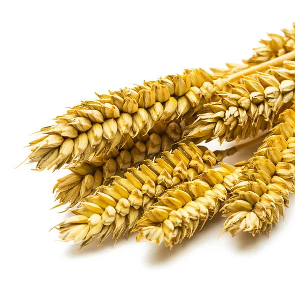 Wheat — Stock Photo, Image