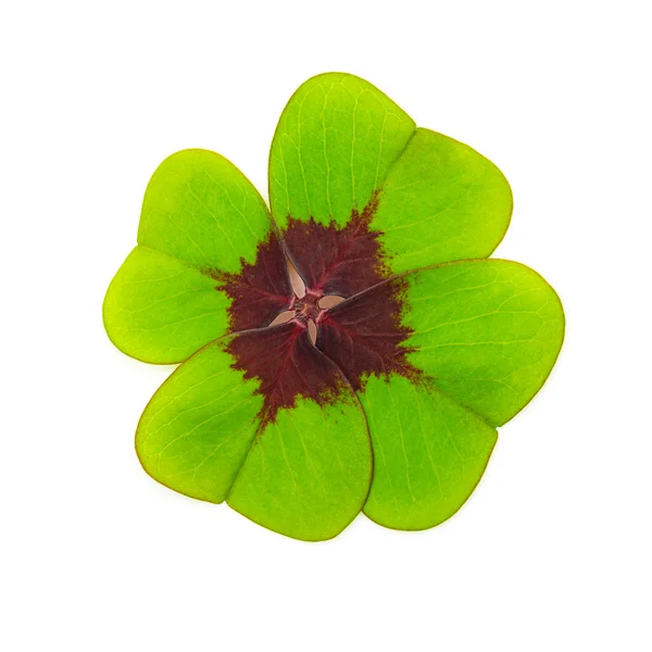 Čtyři leaf clover — Stock fotografie