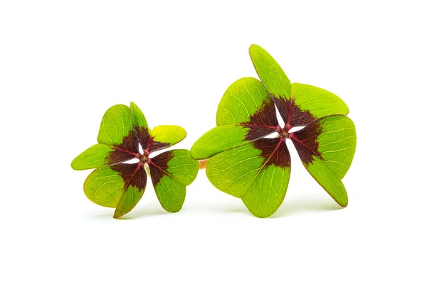 Clovers with Four-leafs — Stock Photo, Image