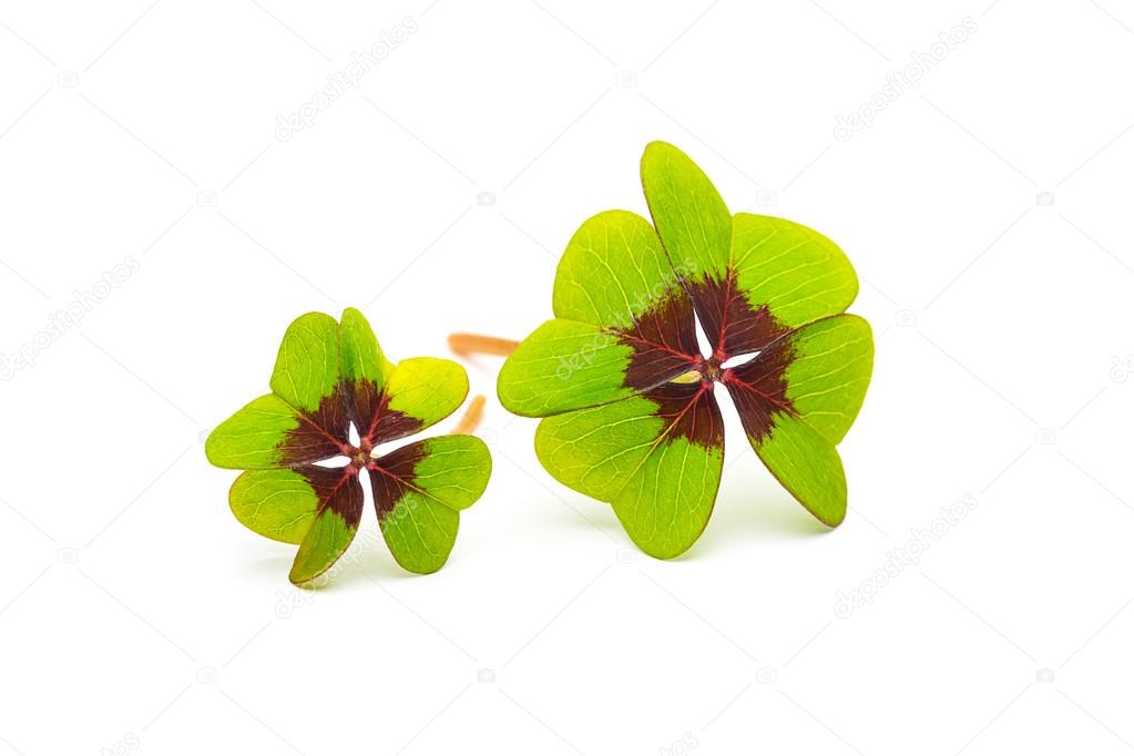 Four-leaf clovers