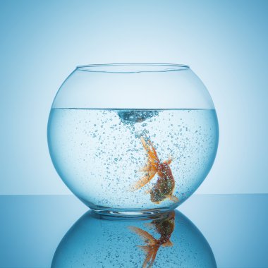 Japon balığı bir fishbowl kabarcık suda yüzüyor