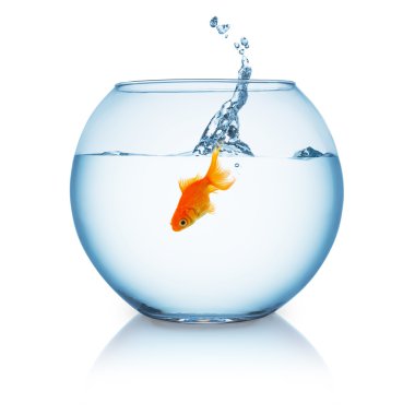 bir akvaryum içinde atlama goldfish