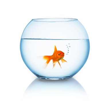 goldfish breathes in a fishbowl clipart