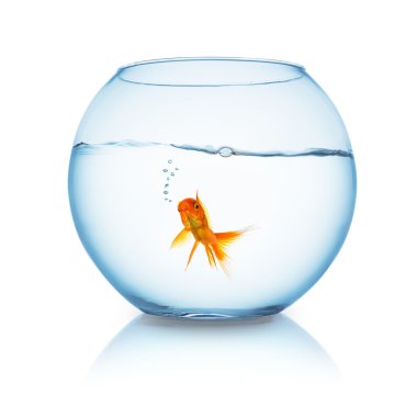 bir akvaryum içinde hava kabarcıkları ile Goldfish
