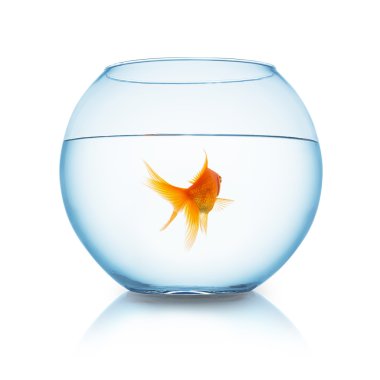 bir akvaryum içinde arkadan Goldfish