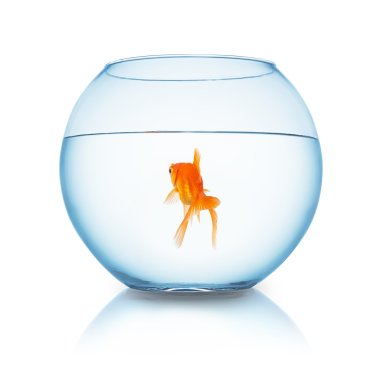 goldfish swims in a fishbowl