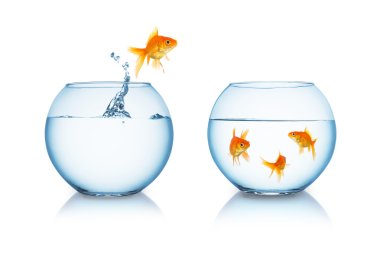 Goldfish akvaryum içinde arkadaşlarıma atlar